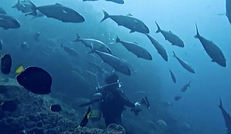 ���Ǘ��{�[�g�_�C�r���O