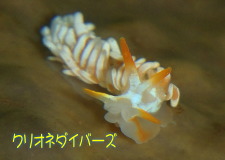 ミノウミウシ亜目の仲間　sp. 21