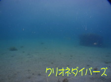 田子ダイビングポイント海中