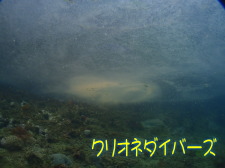 田子ダイビングポイント海中