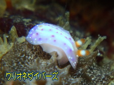 イチゴミルクウミウシ