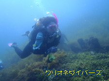 田子ダイビング