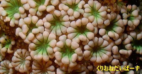田子サンゴ
