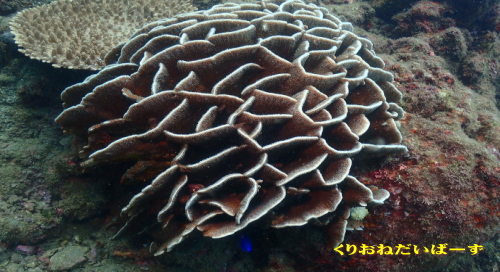 田子サンゴ