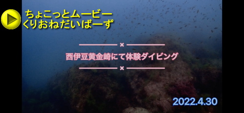 西伊豆黄金体験ダイビング
