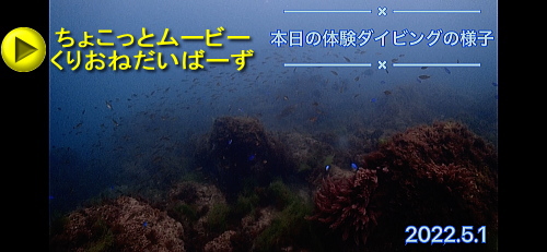 西伊豆黄金体験ダイビング