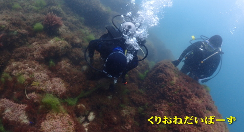 西伊豆黄金体験ダイビング