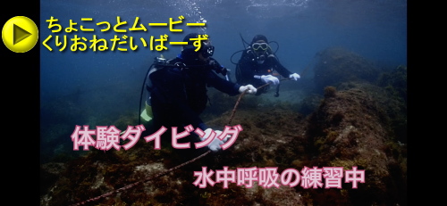 西伊豆黄金体験ダイビング