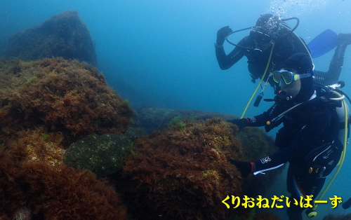 西伊豆黄金体験ダイビング