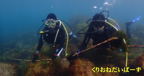 西伊豆黄金体験ダイビング