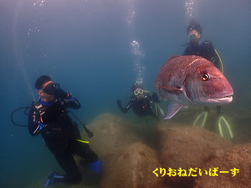 黄金崎体験ダイビング