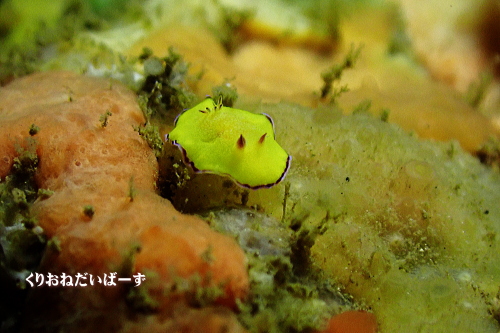 西伊豆田子ウミウシ