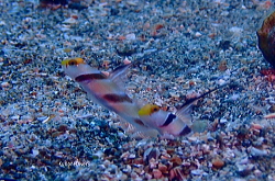 ������_�C�r���O�����ē���