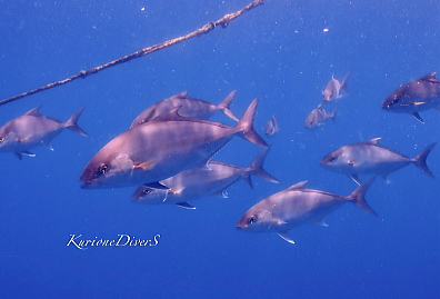 ���ɓ��c�q�_�C�r���O�ʐ^