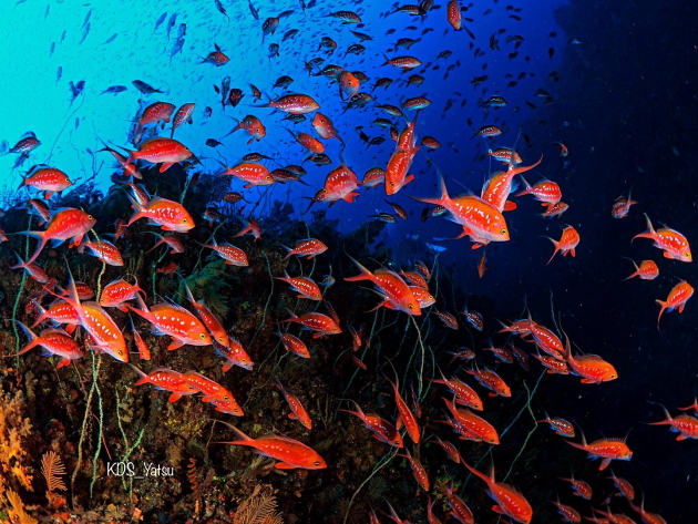 ���ɓ��c�q�_�C�r���O�ʐ^