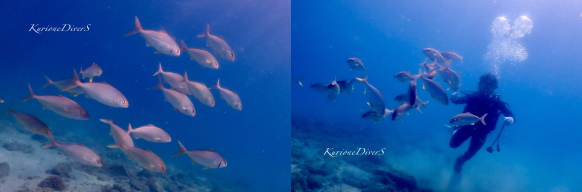 ���ɓ��c�q�̌��_�C�r���O