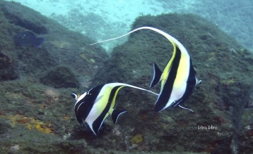 ���ɓ��c�q�̌��_�C�r���O