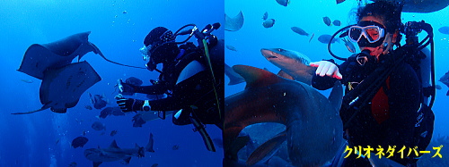 館山サメダイビング 館山サメダイビング
