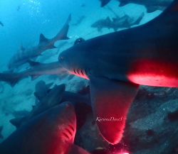 �َR�_�C�r���O�����ē���