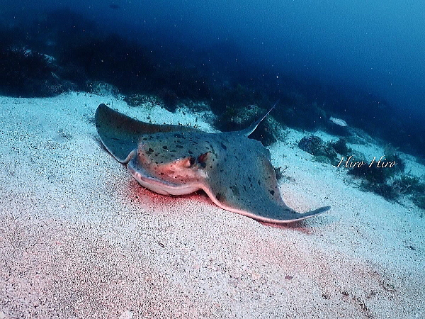 安良里のトビエイ