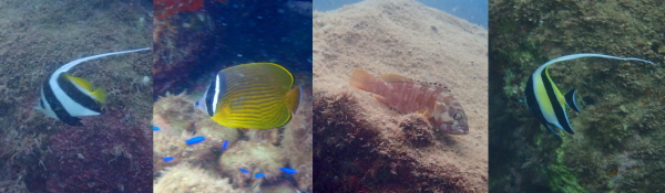 西伊豆・黄金崎ビーチの岩陰に群れる色鮮やかな魚たち