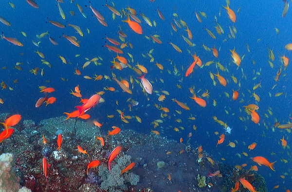 フト根を泳ぐ色鮮やかな魚たち