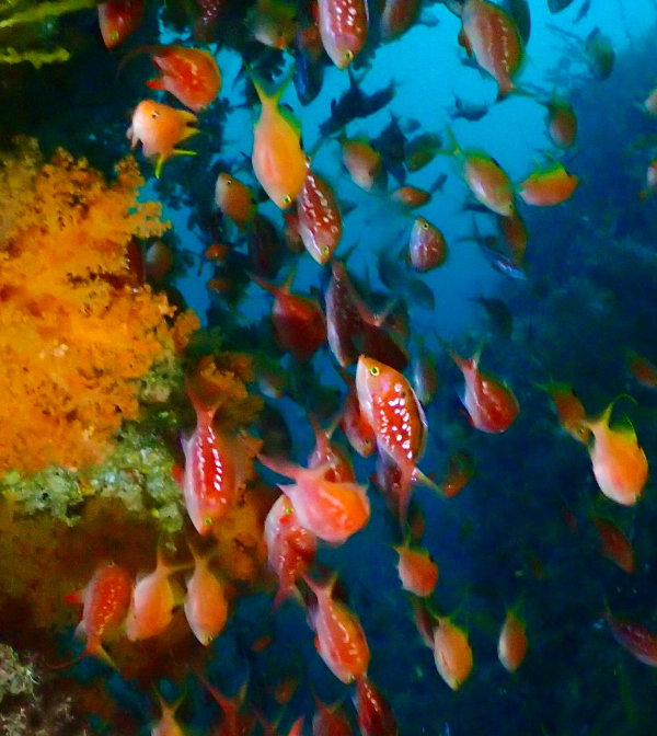 サクラダイの美しい乱舞
