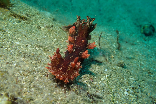 砂地で目立つ赤褐色の体と、オレンジ色の突起が美しいウミウシです