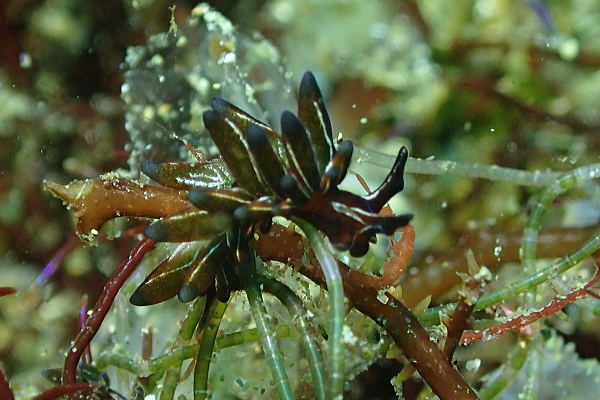 クロモウミウシよりさらに小型で、非常に繊細なミノを持っています。