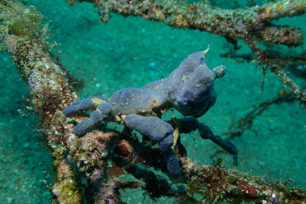 沈木の上でカイメンを背負って完璧に擬態するカイメンガニ