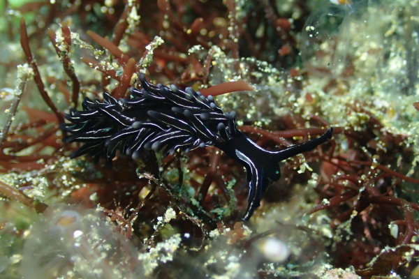 黒いボディに白いミノのコントラストがシックな印象を与える種です