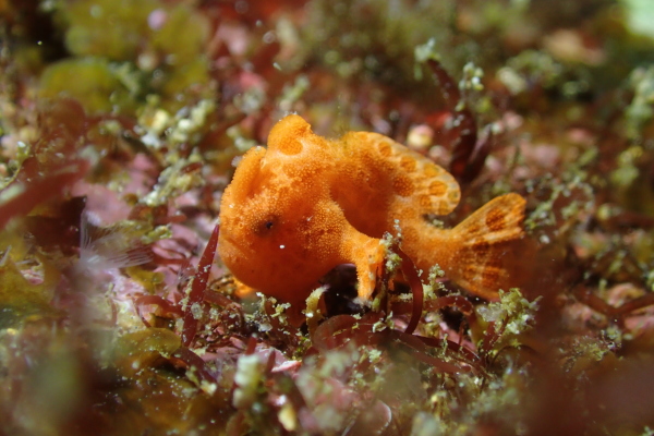 擬岩の上で胸鰭を踏ん張る鮮やかなオレンジ色のオオモンカエルアンコウの幼魚