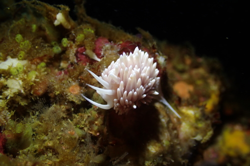 西伊豆 田子 三の浦 サクラミノウミウシ