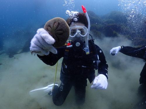 西伊豆・黄金崎での体験ダイビング中に、砂地でハスノハカシパンを見つけて観察するダイバー。