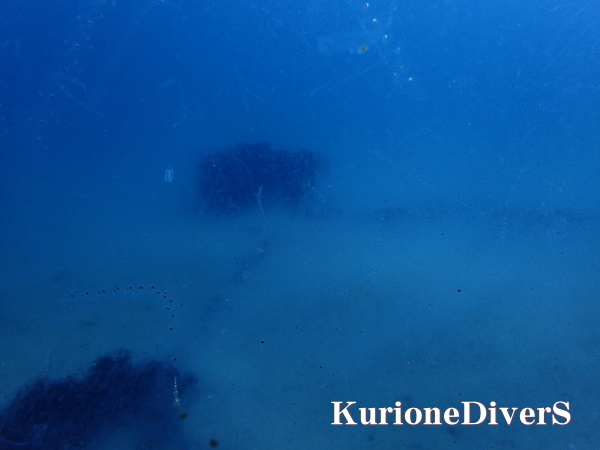 黄金崎ビーチのサルパ大量発生エリア。透視度が低下し幻想的な雰囲気になった海中