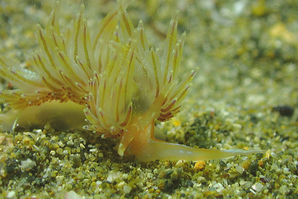 西伊豆・黄金崎公園ビーチの水深10mで観察された、極めて色素が薄く透明感のあるアカエラミノウミウシ(10mm)の水中写真