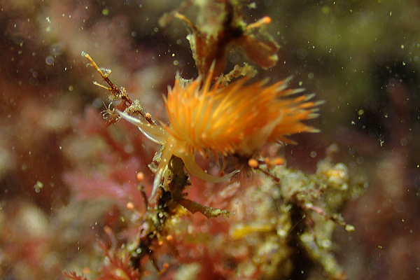 水深16mで観察された通常の赤色のアカエラミノウミウシ（個体03）