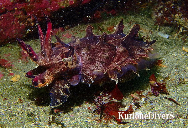 黄金崎のエリアエンドで観察されたハナイカの体色変化