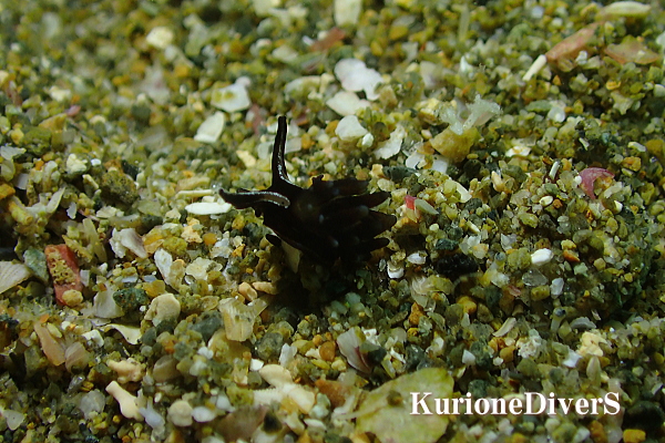 黄金崎公園ビーチで観察されたヒメクロモウミウシ（5-7mm）