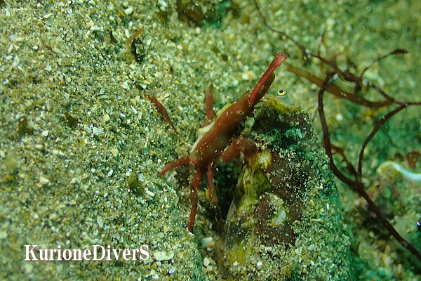 コノハガニのオス