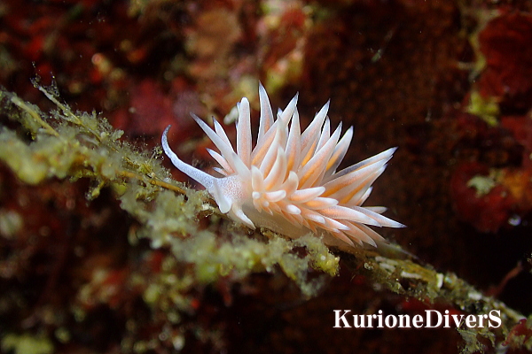 黄金崎公園ビーチで観察されたサクラミノウミウシ（10mm）