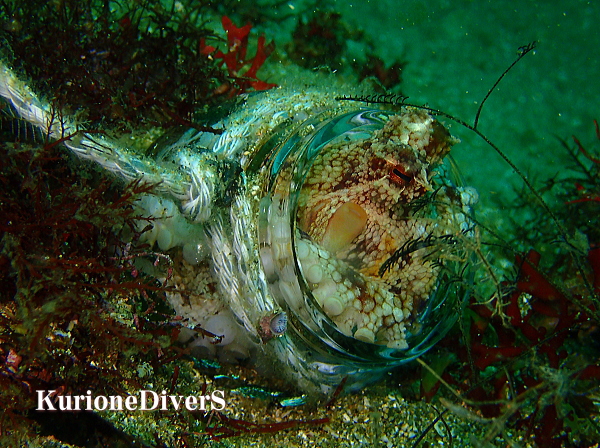 黄金崎の砂地で観察されたスナダコの擬態