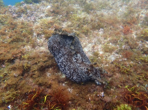 黄金崎で見つけた大きなアメフラシ