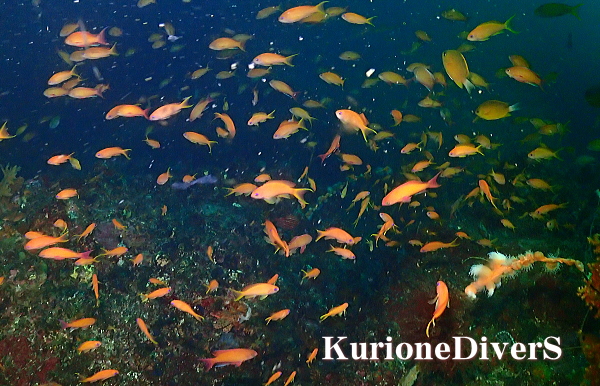 フト根のキンギョハナダイ
