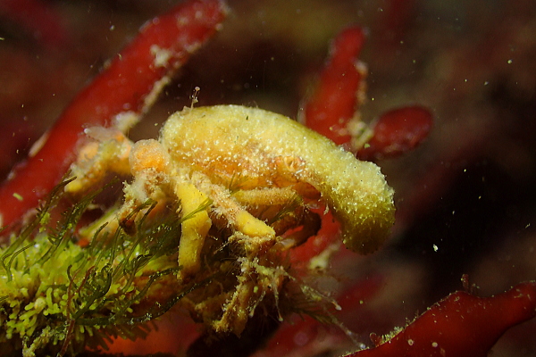 体表の凹凸と付着させたカイメンにより環境に同化するツノガニ