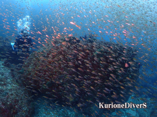 西伊豆・雲見名物!初夏の海を黄金色に染め上げるキンメモドキの大群と魚影