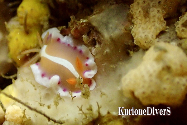 西伊豆・雲見の岩肌に生息する黄色と紫のカラーリングが美しいアラリウミウシ