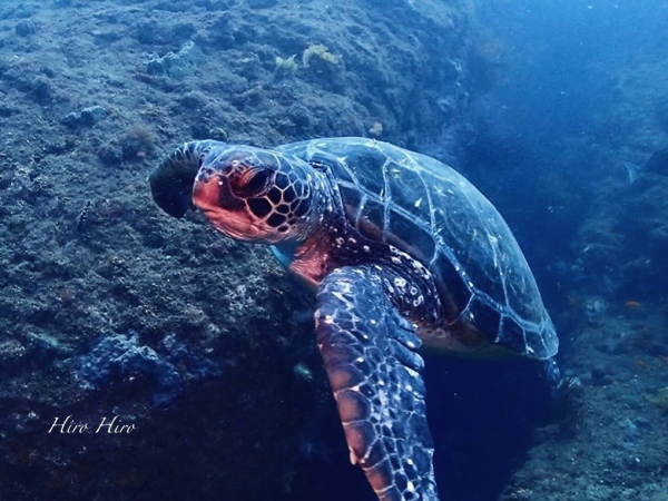 雲見の海で出会えるウミガメ