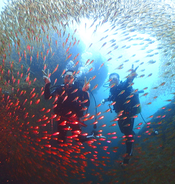 視界を覆い尽くす雲見の圧倒的な魚群