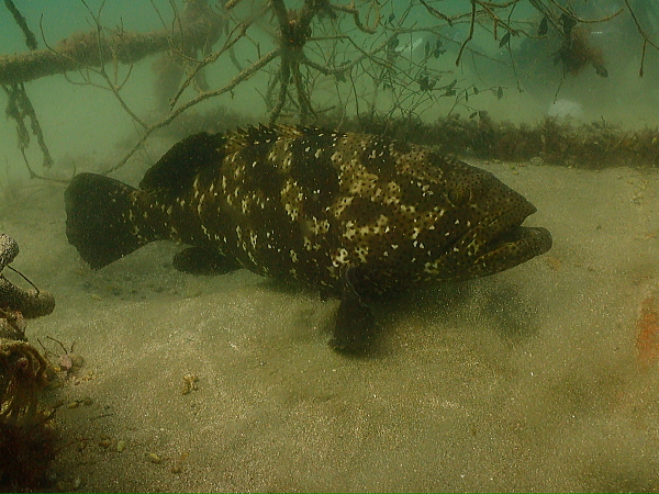 水中で遭遇した1m超えの巨大魚の様子